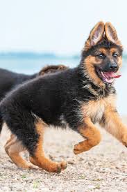 Check spelling or type a new query. German Shepherd Puppies Light Brown Pets Lovers