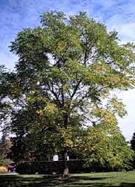 There are many leaflets which are pointed and not toothed. Kentucky Coffeetree Department Of Horticulture