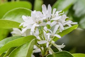 Image result for Chionanthus