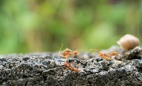 Image result for tbn:ekRZeqiUkU8b5M::www.hormiga.org/fondosescritorio/wallpapers/Paisajes-y-naturaleza/fotos/Paisajes-22.jpg