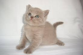 Check spelling or type a new query. Die Vielen Farben Der Britisch Kurzhaar Katze Katzenfamilie Vom Flothbach