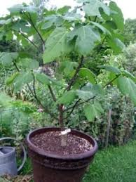 The fruit is ready to harvest when the skin is soft, and occasionally a tear of sugary liquid may be secreted from the 'eye' at the base of the fig. Growing Figs In Containers For Container Figs Select A Large Pot 15 Gallons Fill It With Growing Fig Trees Fruit Trees In Containers Edible Landscaping