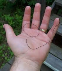Which means for the adults to return to water they have to mind control their. Picture Of The Horsehair Worm