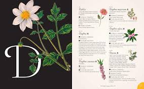 Flower meanings dictionary from a to z: The Complete Language Of Flowers A Definitive And Illustrated History Complete Illustrated Encyclopedia 3 Dietz S Theresa 9781577151906 Amazon Com Books