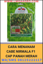 Cara Menanam Cabe Rawit Nirmala F1 08125222117 Wa Sms Lmga Agro Cabe Rawit Nirmala F1 Produk Dari Pt Ewindo Tbk Dengan Brand Ca Cabai Rawit Cabai Menanam