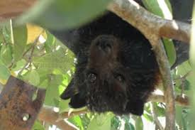 As you move the bat from one room to another, close the doors to seal it off from going back to a previous room. What To Do If You Find A Fruit Bat Flying Fox 4 Steps With Pictures Instructables