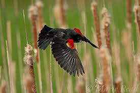 Black Bird With Red Spot On Shoulder Red Winged Blackbird Agelaius Phoeniceus Courting Male Shows Off Its Red Shoulder Patches As It Takes Flight Wildlife Photography Black Bird Birds In Flight