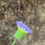 Image result for Crassocephalum rubens