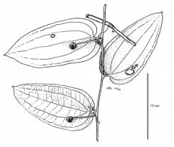 Image result for Smilacaceae