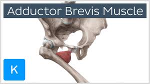 In human anatomy, the groin (the adjective is inguinal, as in inguinal canal) is the junctional area (also known as the inguinal region) between the abdomen and the thigh on either side of the pubic bone. Adductor Brevis Muscle Origins Function Human Anatomy Kenhub Youtube