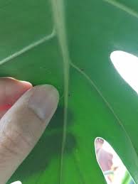 Image result for scale on plant