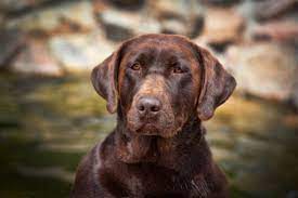 Maybe you would like to learn more about one of these? Heatherdowns Labradors Ltd