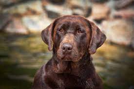 Silverjack labradors offers akc registered labrador retrievers in silver, black and white. Heatherdowns Labradors Ltd