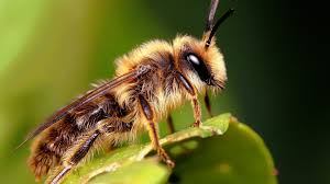 Image result for insects