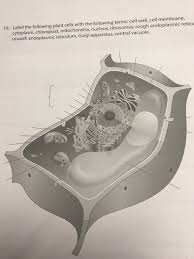 We did not find results for: 10 Label The Following Plant Cells With The Chegg Com