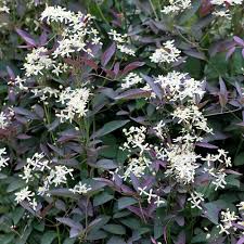 Image result for Clematis recta atropurpurea