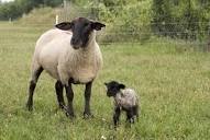 Try Suffolk Sheep for Meat and Wool on the Farm - Countryside