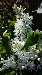Angel White Lilac Syringa Vulgaris Angel White Www Starnursery Com White Gardens Syringa Vulgaris Garden Center