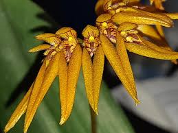 Image result for Bulbophyllum burttii