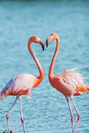 Flamingos In Love By Ellie Teramoto Flamingo Pictures Flamingo Animal Photography