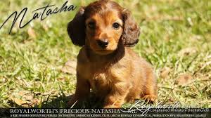 He is current on shots, dewormings and heartworm preventative plus he is also microchipped. Royalworth S Precious Natasha A Beautiful Mahogany Red Female Dachshund Puppy Youtube