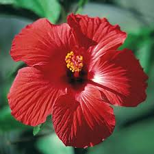 Image result for Hibiscus noldeae