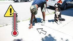 And dog agility training equipment, including travel planks, weave pole wires, cavalettis, and stride regulators. Argos Dog Training Youtube