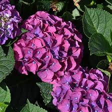 We did not find results for: Seaside Serenade Newport Hydrangea Hydrangea Macrophylla Hortmani In Inver Grove Heights Minnesota Mn At Gertens