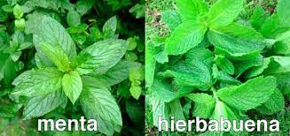 Se ponía arabic german english spanish french hebrew italian japanese dutch polish portuguese romanian. What Is The Distinction Of Hierbabuena Vs Menta Lesters Bbq