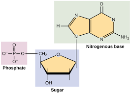 Three distinctive chemical subunits form a nucleotide: Structure Of Nucleic Acids Biology For Non Majors I