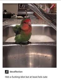 Bird A La Mode Reddit 2020 Reddit The Front Page Of The Internet In 2020 Funny Animal Memes Animal Memes Funny Animals