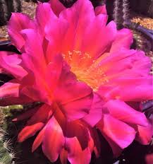 Caliwater cactus water is derived from prickly pear, which is the fruit that comes from the cactus plant. Succulent Farm Nursery Proudly Serving Retail And Wholesale Clientele The Cactus King