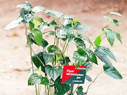 Setelah kutelusuri kata kunci empedu tanah secara daring, kolom pencarian menyuguhkan informasi tentang tanaman sambiloto selain juga informasi tentang buku ini. 8 Khasiat Penting Daun Karuk Untuk Obat Asma Batuk Panu Dan Malaria Berita Pertanian Mitalom