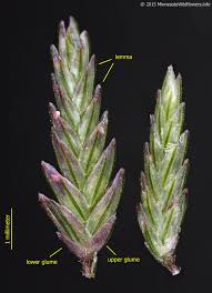 Image result for Eragrostis racemosa