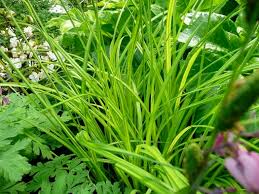 Image result for Carex cognata