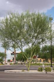 This is a hybrid palo verde tree that has its origin in three parent trees: Palo Verde Desert Museum Vivero Growers Nursery Austin Wholesale And Retail Nursery