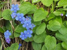 Image result for Omphalodes verna
