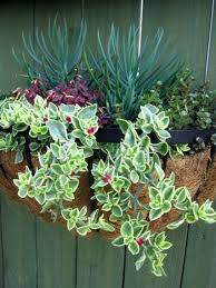 If you've read any of my posts then you know i love succulents. Succulent Wall Hanging Container Garden Pike Nurseries Succulents Succulent Garden Design Hanging Succulents