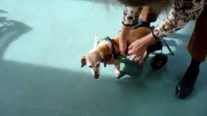 Image result for invalid dog wheelset