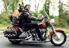 Check the transport companies and routes you can use to bring your pet cat, dog or ferret to england, scotland or wales. Motorcycle Pet Carrier Uk Riding With Your Dog 6 Biker Dog Biking With Dog Dog Carrier