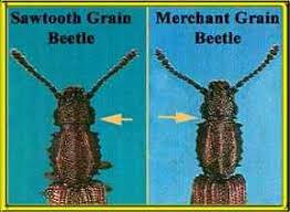 Molds and fungi growing on damp grain, grain products, stored fruit, and other materials(4)(2). Sawtooth And Merchant Grain Beetles