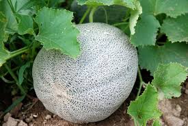 Leave the clinic and then head to the palace to speak with ventuswill. Harvesting Cantaloupe How To Pick Cantaloupe
