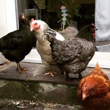 Avoir Des Poules Pondeuses Ce Qu Il Faut Savoir En 2020 Poule Pondeuse Potager Avoir Des Poules