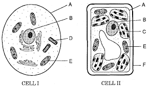 Cells can perform all life processes. Https Www Lyonscsd Org Site Handlers Filedownload Ashx Moduleinstanceid 259 Dataid 2243 Filename Cell 20test 20review 20ans Pdf