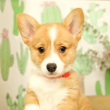 I am looking for corgi puppies in phoenix, az and i have not been able to find a single place to get one. Corgi Breeders Az Review Pets News And Review