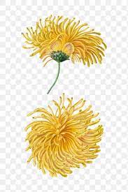 Hand Drawn Blooming Yellow Chrysanthemum Design Element Free Image By Rawpixel Com Aom Woraluck Yellow Chrysanthemum How To Draw Hands Art Decoration