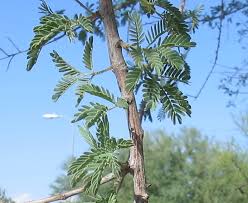 Image result for Acacia goetzei