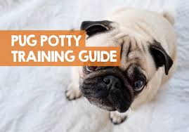 Many young puppies will need to be carried. How To Potty Train A Pug Puppy In 9 Easy Steps