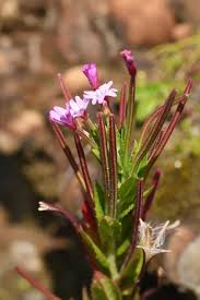 Image result for Epilobium salignum