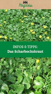 Pin Auf Nachhaltige Gartentipps Waschbar Magazin